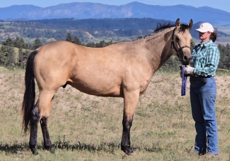 Riders of the Yellowstone Foundation, American Quarter Horse Gelding for sale in Montana
