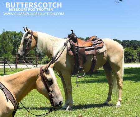 BUTTERSCOTCH , Missouri Fox Trotting Horse Gelding for sale in Kentucky