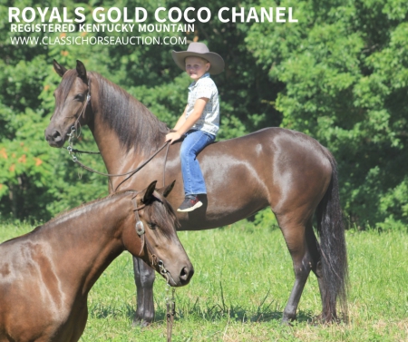 COCO CHANEL, Missouri Fox Trotting Horse Mare for sale in Kentucky