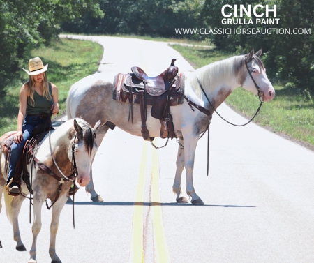 CINCH, American Paint Horse Association Gelding for sale in Missouri