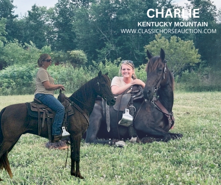 CHARLIE, Kentucky Mountain Saddle Horse Mare for sale in Kentucky