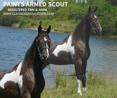 SCOUT, Tennessee Walking Horses Gelding for sale in Kentucky