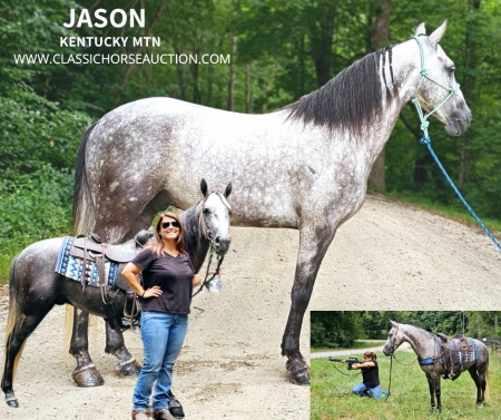 JASON, Kentucky Mountain Saddle Horse Gelding for sale in Georgia