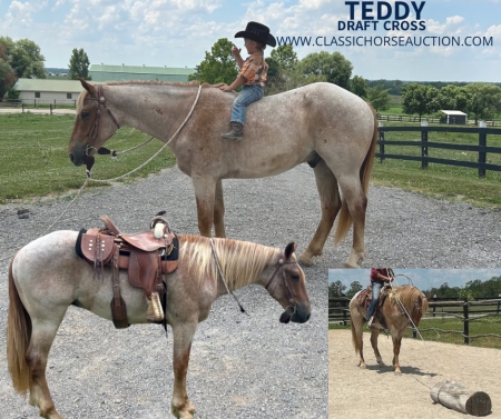TEDDY, Draft Gelding for sale in Kentucky