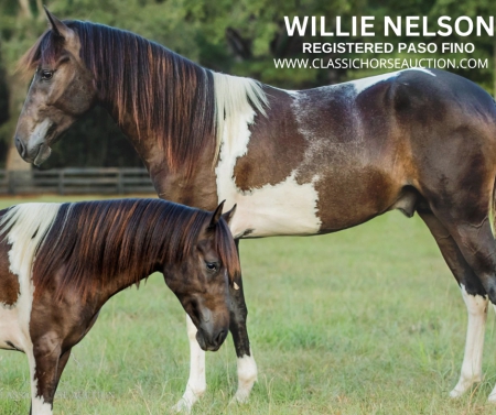 WILLIE NELSON, Paso Fino Gelding for sale in Mississippi