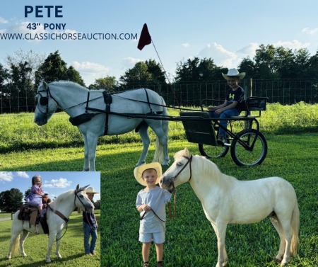 PETE, Ponies Gelding for sale in Kentucky