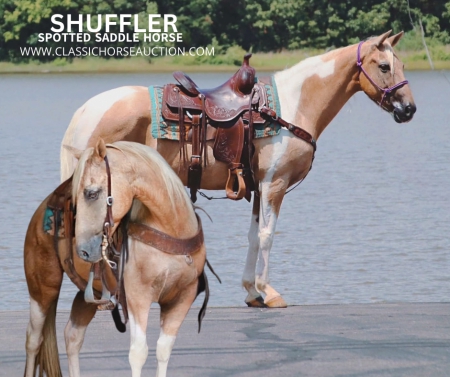SHUFFLER, Spotted Saddle Gelding for sale in Missouri