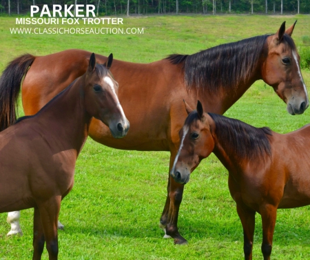 PARKER, Missouri Fox Trotting Horse Gelding for sale in Missouri