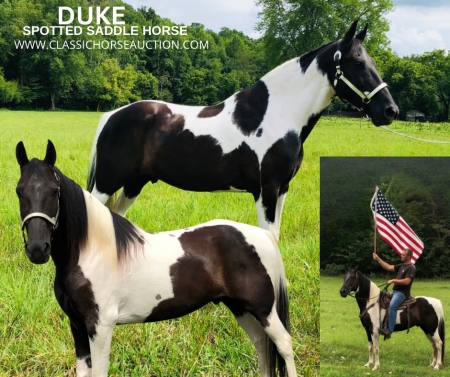 DUKE, Spotted Saddle Gelding for sale in Kentucky