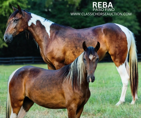 REBA, Paso Fino Mare for sale in Mississippi