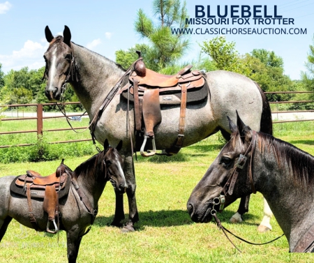 BLUEBELL, Missouri Fox Trotting Horse Mare for sale in Missouri