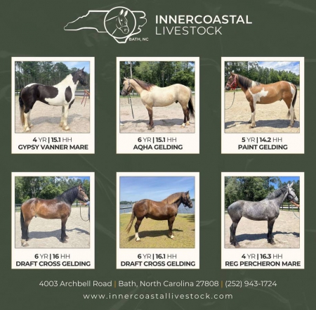 Horses For Sale, Other Gelding for sale in North Carolina