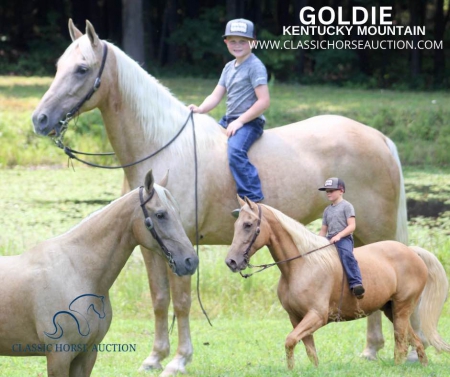 GOLDIE, Kentucky Mountain Saddle Horse Mare for sale in Kentucky