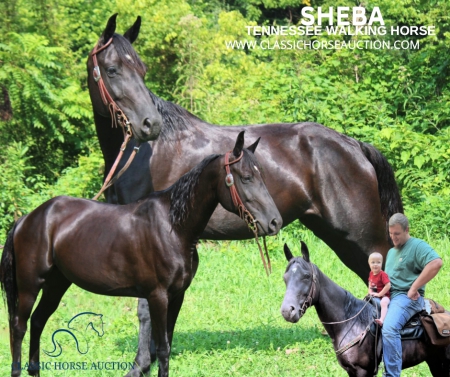 SHEBA, Tennessee Walking Horses Mare for sale in Kentucky