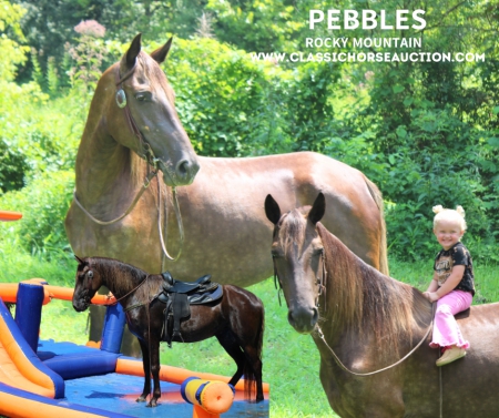 PEBBLES, Rocky Mountain Mare for sale in Kentucky