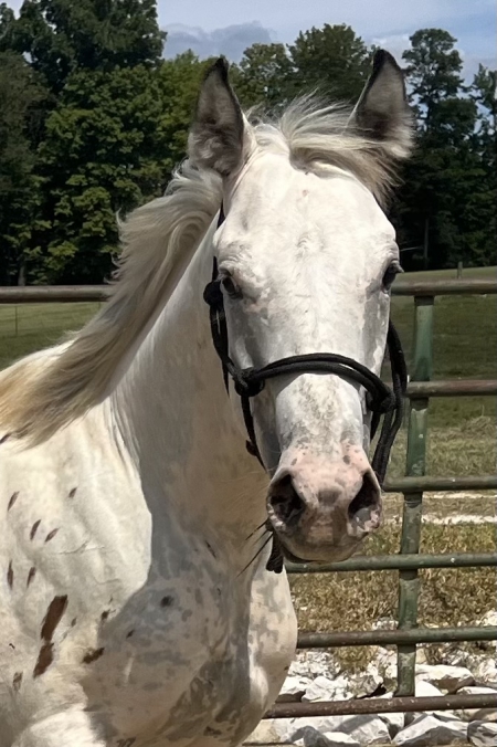 King Jokers Ace, Appaloosa Colt for sale in Indiana