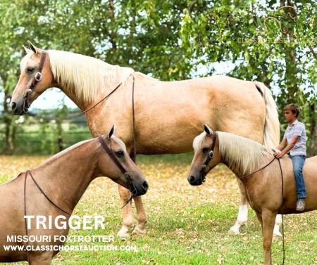 TRIGGER, Missouri Fox Trotting Horse Gelding for sale in Missouri