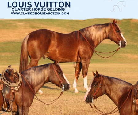 LOUIS VUITTON, American Quarter Horse Gelding for sale in Texas