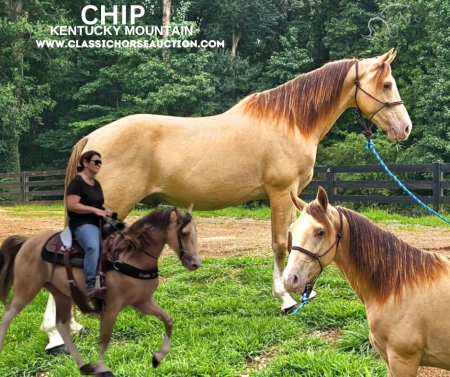 CHIP, Kentucky Mountain Saddle Horse Gelding for sale in Georgia