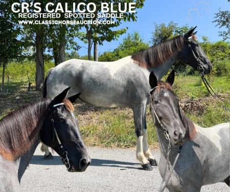 CALLIE, Spotted Saddle Mare for sale in Tennessee