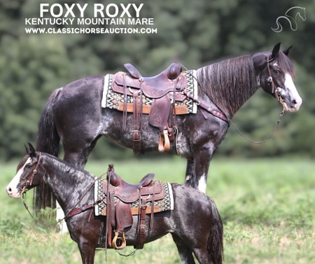 FOXY ROXY, Kentucky Mountain Saddle Horse Mare for sale in Missouri