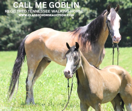 CALL ME GOBLIN, Tennessee Walking Horses Gelding for sale in Kentucky