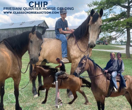 CHIP , Draft Cross Gelding for sale in Kentucky