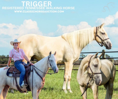 Mccurdy's Trigger, Tennessee Walking Horses Gelding for sale in Georgia