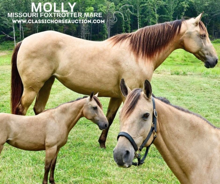 MOLLY, Missouri Fox Trotting Horse Mare for sale in Missouri