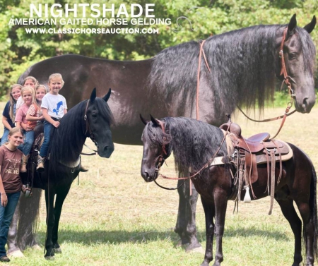 NIGHTSHADE, Tennessee Walking Horses Gelding for sale in Kentucky