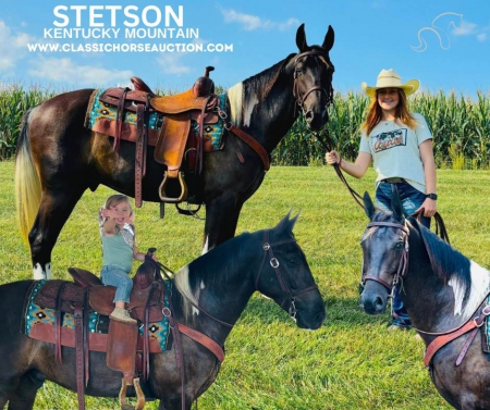 STETSON, Kentucky Mountain Saddle Horse Gelding for sale in Kentucky