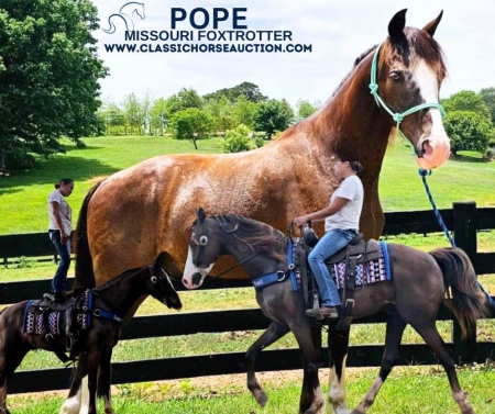 POPE, Missouri Fox Trotting Horse Gelding for sale in Washington