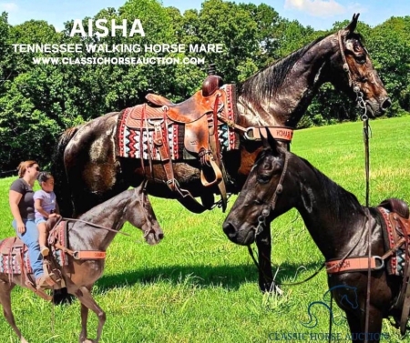 AISHA, Tennessee Walking Horses Mare for sale in Washington