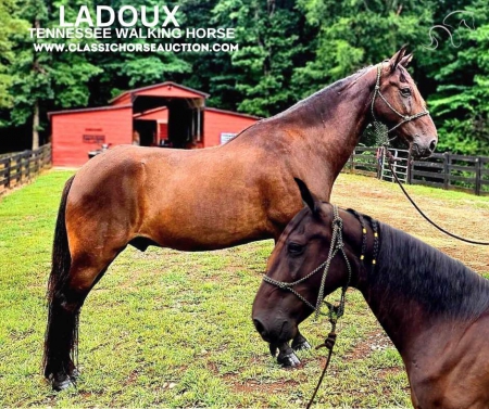 LADOUX, Tennessee Walking Horses Gelding for sale in Washington