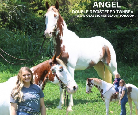 ANGEL, Tennessee Walking Horses Mare for sale in Kentucky