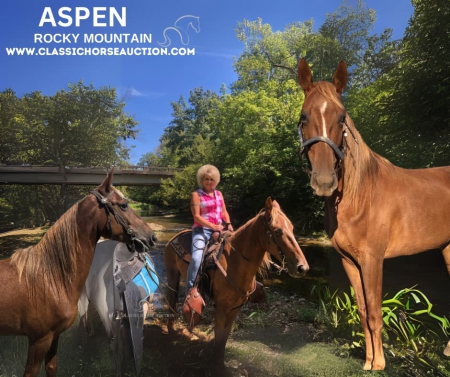 ASPEN, Rocky Mountain Mare for sale in Kentucky