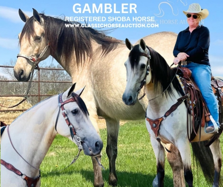 GAMBLER, Tennessee Walking Horses Gelding for sale in Tennessee