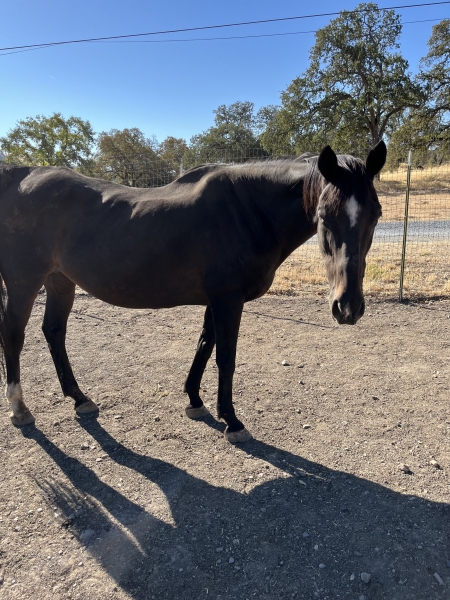 Valentina, Thoroughbred Mare for sale in California