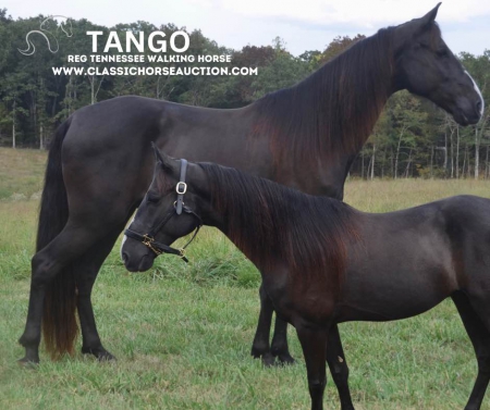 TANGO, Tennessee Walking Horses Gelding for sale in Missouri