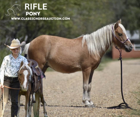 RIFLE, Ponies Gelding for sale in Oklahoma