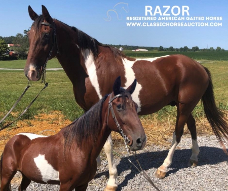 RAZOR, Tennessee Walking Horses Gelding for sale in Kentucky