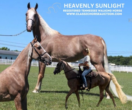 SUNLIGHT, Tennessee Walking Horses Mare for sale in Tennessee