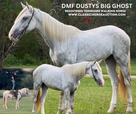 GHOST, Tennessee Walking Horses Gelding for sale in Louisiana