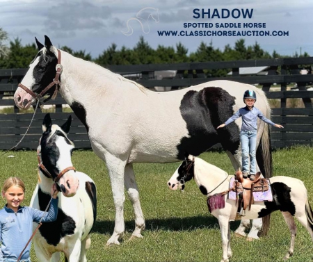 SHADOW, Spotted Saddle Mare for sale in Florida