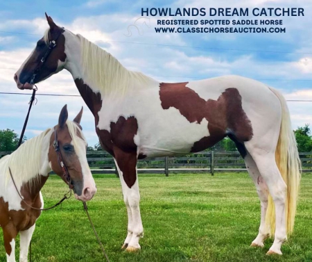 DREAM CATCHER, Spotted Saddle Mare for sale in Ohio