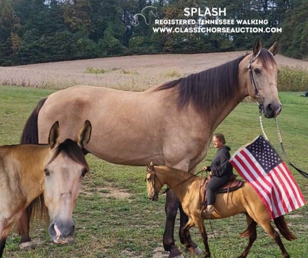 SPLASH, Tennessee Walking Horses Gelding for sale in Ohio