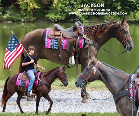 JACKSON, Tennessee Walking Horses Gelding for sale in Kentucky