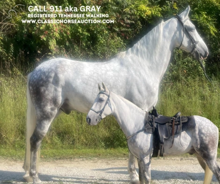 GRAY , Tennessee Walking Horses Gelding for sale in Kentucky