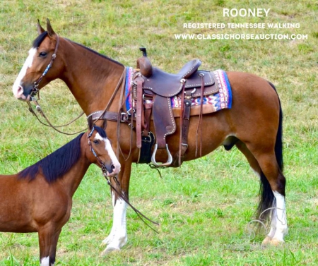 ROONEY, Tennessee Walking Horses Gelding for sale in Kentucky