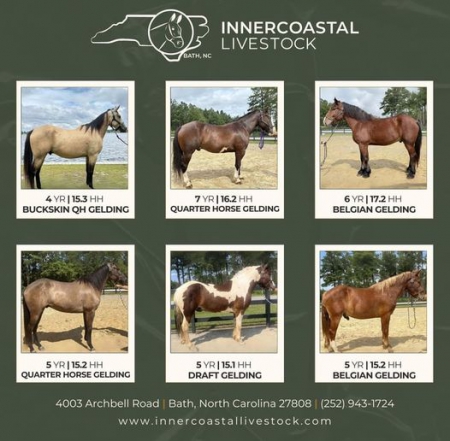 Horses For Sale, Other Gelding for sale in North Carolina